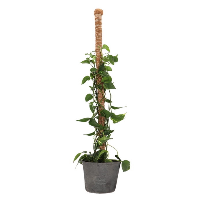 ESSCHERT DESIGN Coir Plant Support Stick - Large